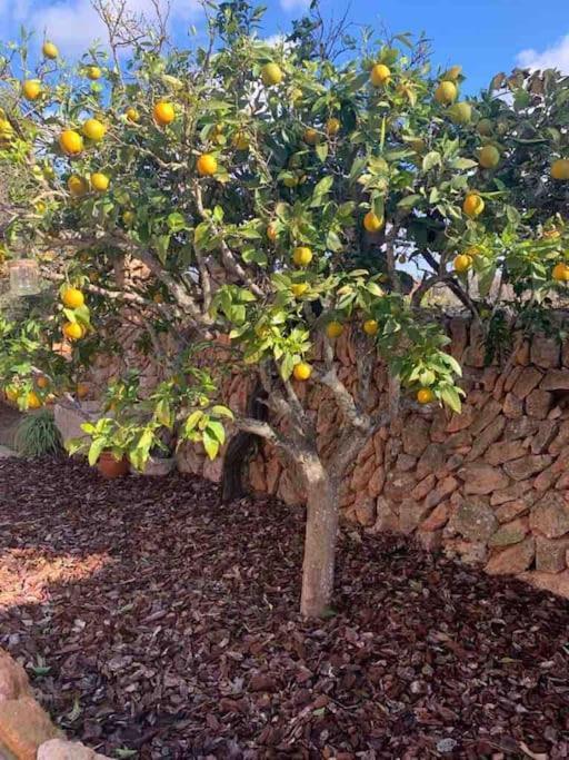 Ses Cases Noves Llucmajor (Mallorca)